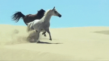 black and white horse galloping through the sand