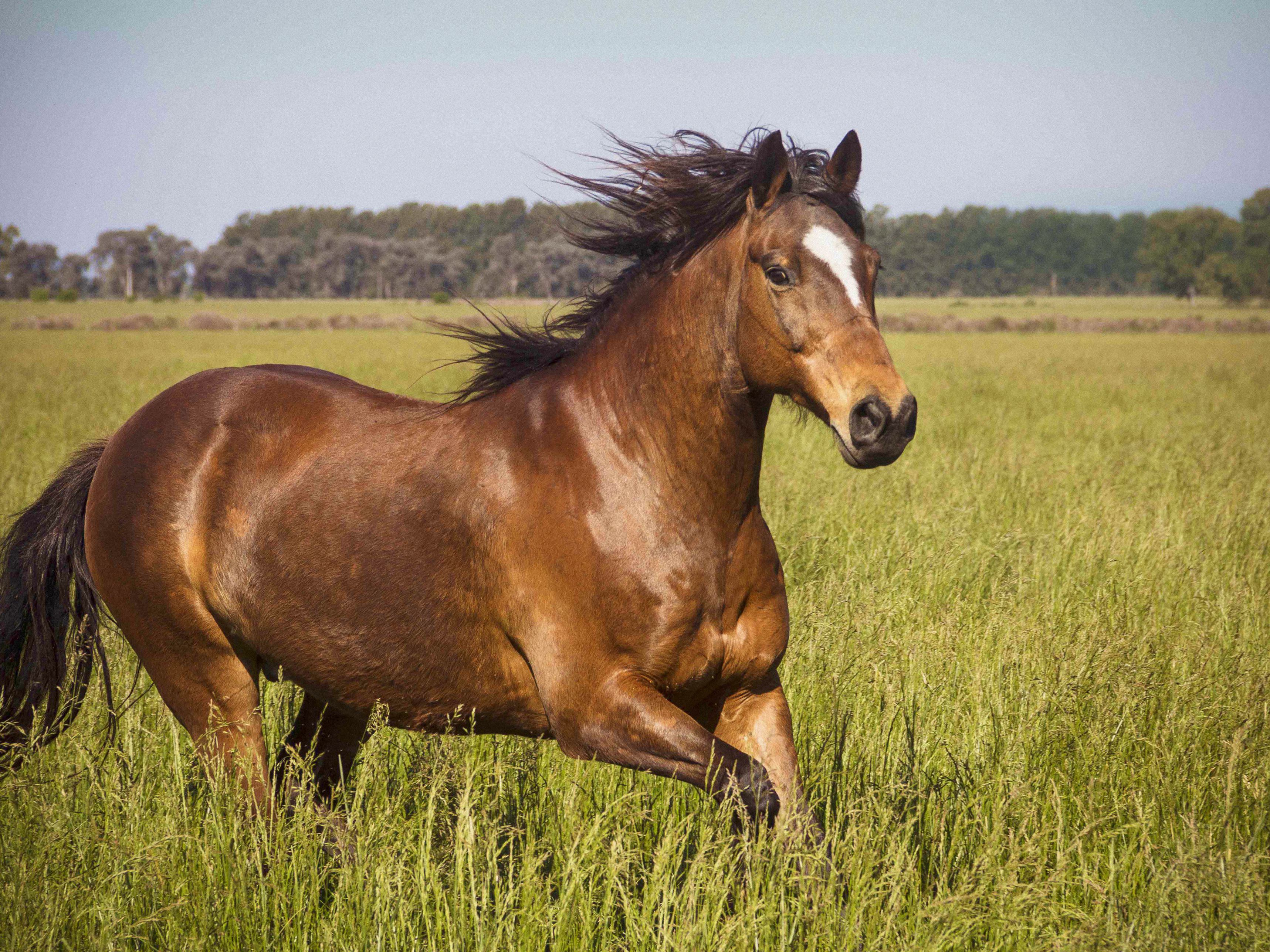 horse galloping in a field of grass