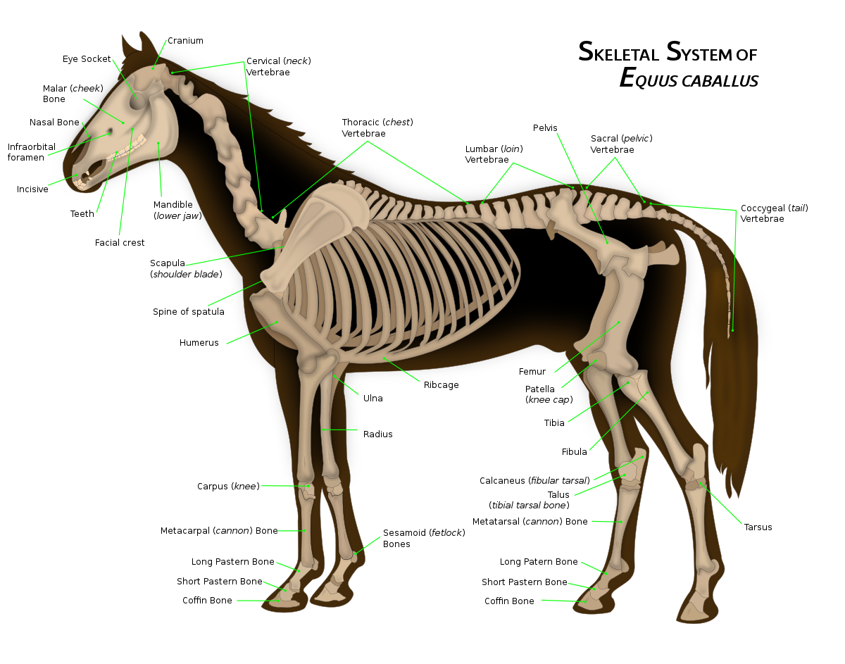 labeled skeleton of horse