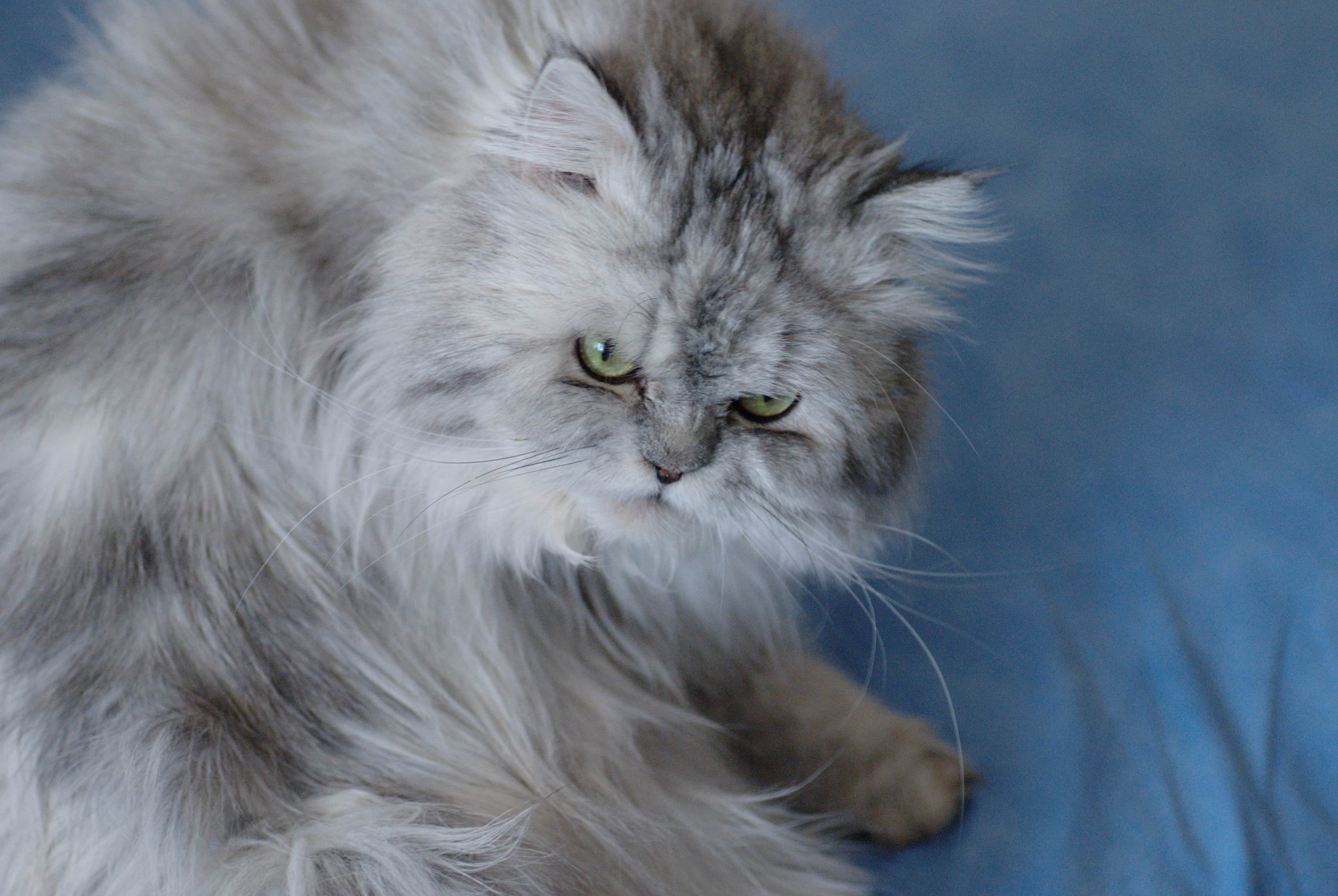 gray and white persian cat staring at the camera