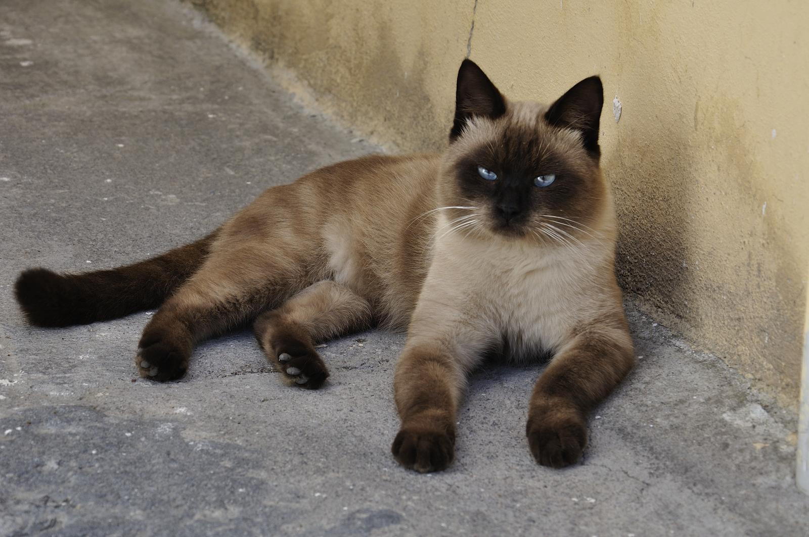brown siamese cat laying on the sidewalk