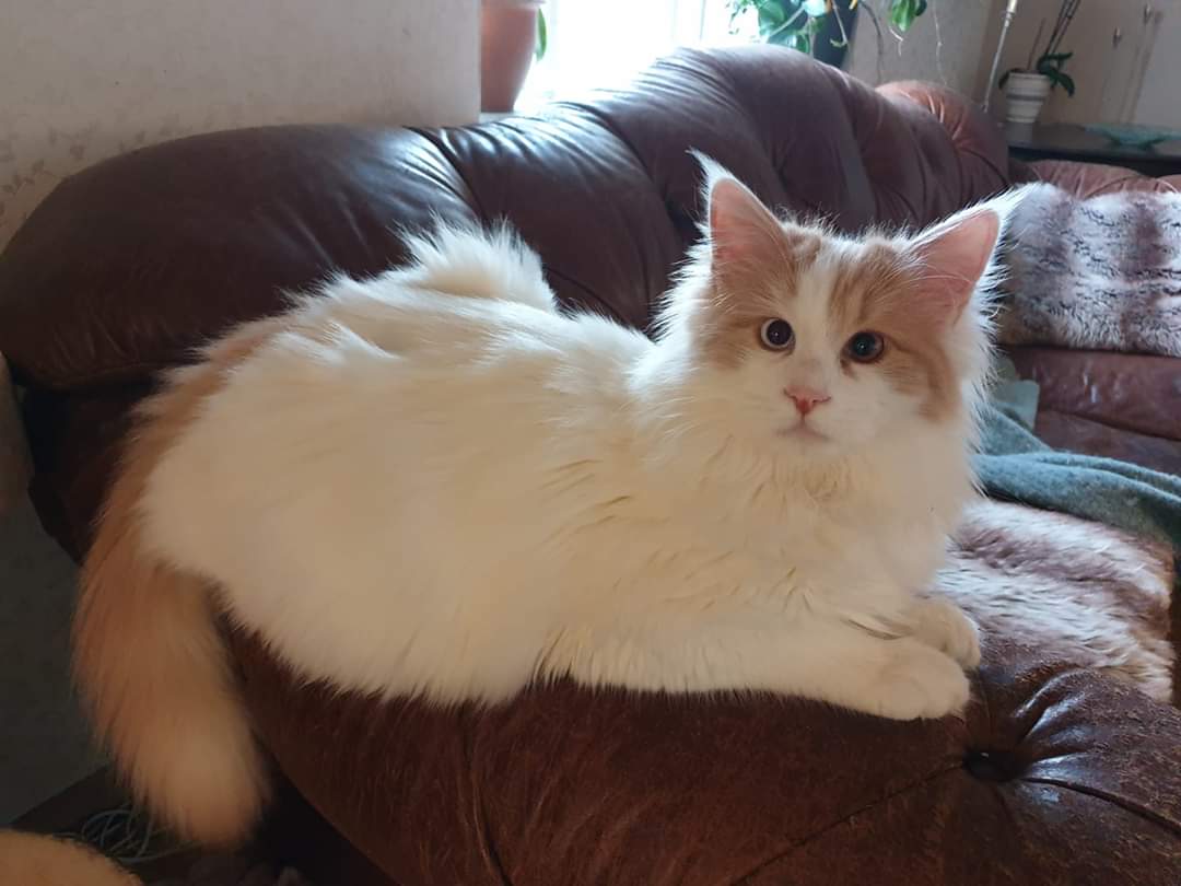 orange and white turkish van cat laying on the couch