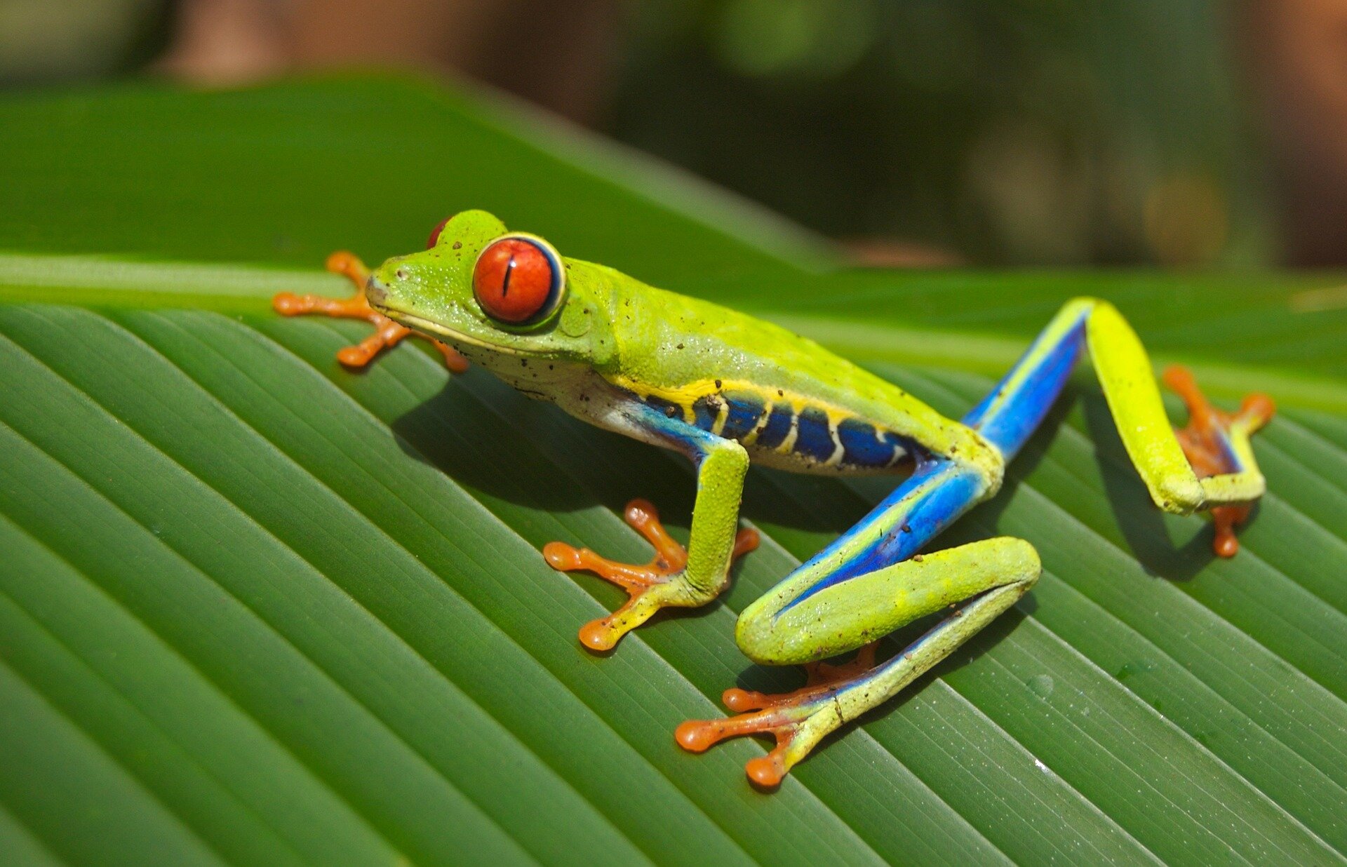 colorful frog looking at camera